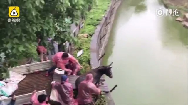 Sở thú vứt lừa sống vào bầy hổ đói gây tranh cãi trong dư luận - 1 Nhóm người ra sức đẩy con lừa sống xuống chuồng hổ, dù du khách xung quanh lên tiếng can ngăn