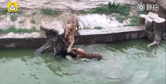 Sở thú vứt lừa sống vào bầy hổ đói gây tranh cãi trong dư luận - 3 Cuối cùng, con lừa bị hai con hổ lôi vào bờ và trở thành bữa tiệc cho cả bầy