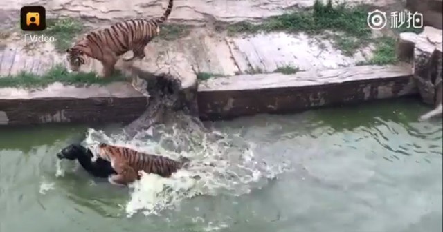 Sở thú vứt lừa sống vào bầy hổ đói gây tranh cãi trong dư luận - 2 Con vật tội nghiệp cố sức tẩu thoát nhưng bị thương nặng vì các vết cắn chí mạng