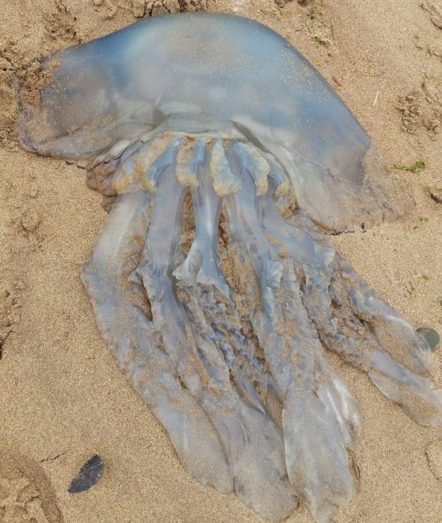 Hàng ngàn con sứa khổng lồ giạt vào bờ biển Anh - 2 Hàng ngàn con sứa khổng lồ giạt vào bờ biển Anh - 2