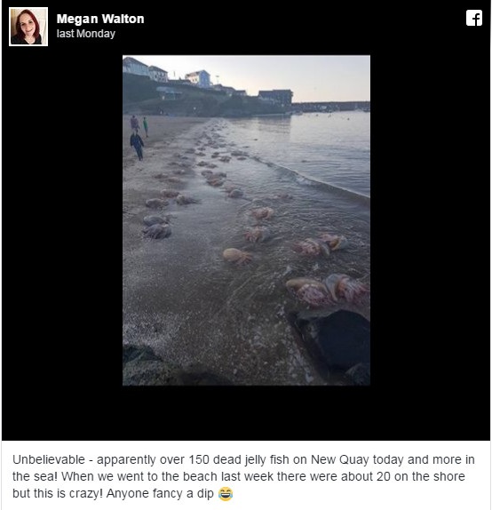 Hàng ngàn con sứa khổng lồ giạt vào bờ biển Anh - 3 Hàng ngàn con sứa khổng lồ giạt vào bờ biển Anh - 3