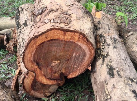 Một khúc sưa đỏ được cơ quan chức năng thu giữ. (Ảnh, minh hoạ).