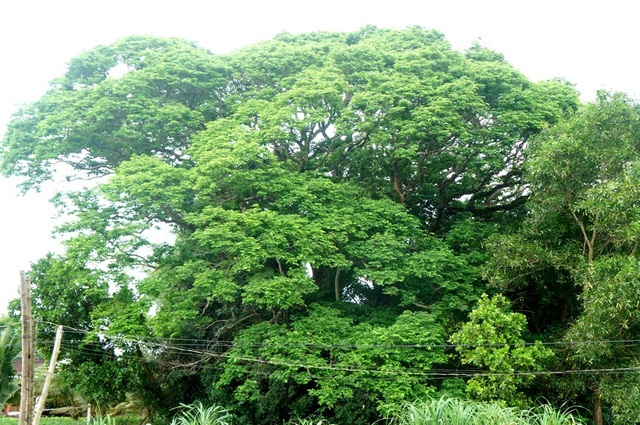 Tận mắt những "khối vàng ròng lộ thiên" ở Việt Nam - 1 Cây sưa có tán rộng hàng trăm mét vuông