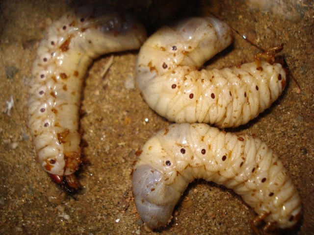 Những đặc sản được ví như “thần dược” chốn phòng the ở Việt Nam - 5 Sùng đất không chỉ là đặc sản mà còn là món ăn đặc biệt chỉ dành riêng cho khách quý của người dân tộc Cơ Tu (Quảng Nam)