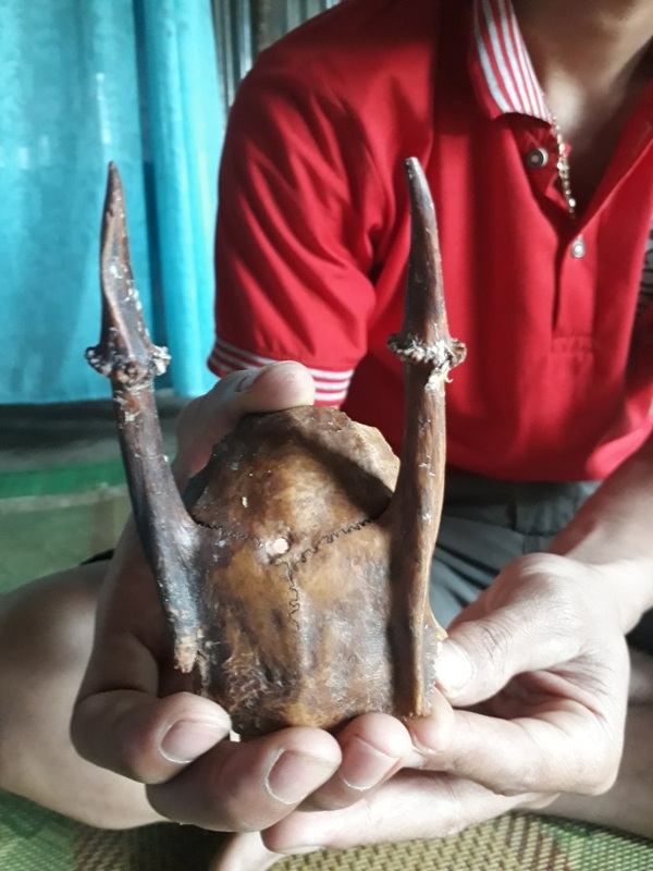 Chưa thể khẳng định chiếc sừng lạ người dân tìm thấy là sừng cheo - 1
Chiếc sừng người dân tìm thấy trong rừng, được cho là sừng cheo, có thể chữa bệnh vô sinh, yếu sinh lý.