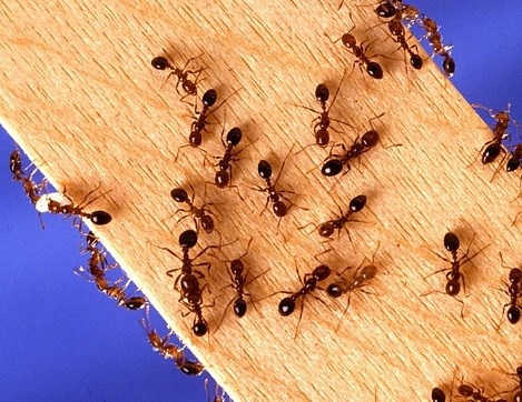 Gặp tai nạn vì bị... kiến cắn trong lúc lái xe - 1 Đàn kiến lửa làm tổ bên trong xe là nguyên do gây nên vụ tai nạn trên đường cao tốc (Ảnh minh họa)