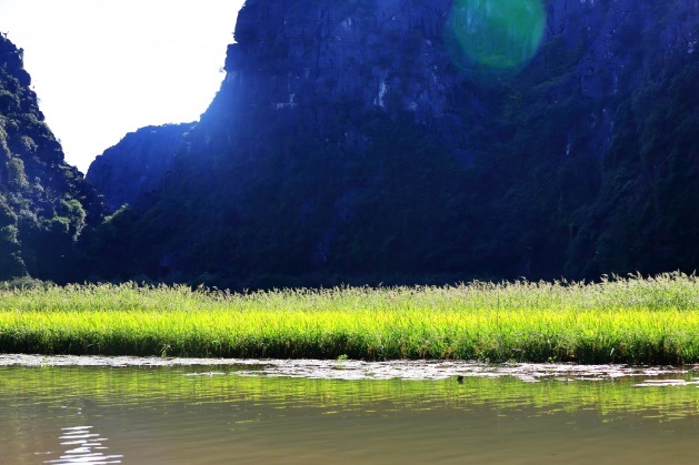
Khi thuyền đưa du khách vào cánh đồng lúa, khung cảnh 2 bên dòng suối thật lãng mạn: Lúa vàng và vách núi dựng đứng
