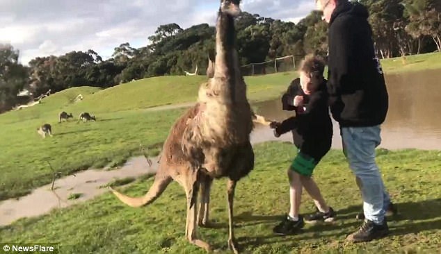 Du khách nhí bất ngờ bị kangaroo đá vào mặt - 2
Bất ngờ kangaroo tung đòn khiến cậu bé loạng choạng