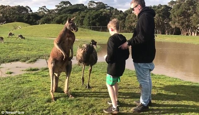 Du khách nhí bất ngờ bị kangaroo đá vào mặt - 1
Được bố khích lệ, cậu bé mang thức ăn tiến lại gần đà điểu và kangaroo