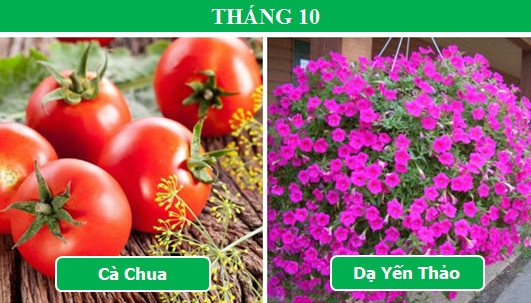 Trồng cây gì vào tháng nào để mang lại hiệu quả cao nhất (Phần 2) - 4 Trồng cây gì vào tháng nào để mang lại hiệu quả cao nhất (Phần 2) - 4