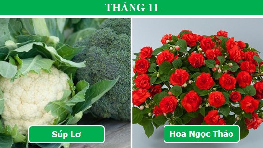 Trồng cây gì vào tháng nào để mang lại hiệu quả cao nhất (Phần 2) - 5 Trồng cây gì vào tháng nào để mang lại hiệu quả cao nhất (Phần 2) - 5