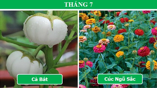 Trồng cây gì vào tháng nào để mang lại hiệu quả cao nhất (Phần 2) - 1 Trồng cây gì vào tháng nào để mang lại hiệu quả cao nhất (Phần 2) - 1