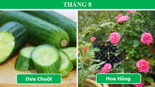 Trồng cây gì vào tháng nào để mang lại hiệu quả cao nhất (Phần 2) - 2 Trồng cây gì vào tháng nào để mang lại hiệu quả cao nhất (Phần 2) - 2