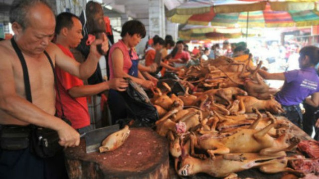 Đài Loan ra lệnh cấm ăn thịt chó, mèo - 3 Hình ảnh gây tranh cãi trong lễ hội thịt chó ở thành phố Ngọc Lâm, Trung Quốc. Ước tính, vào mỗi mùa lễ hội, khoảng 10.000 con chó bị giết.