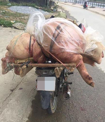 Lào Cai: Ngăn chặn thịt lợn chết, thịt lợn bệnh tuồn ra thị trường dịp Tết - 1
Thịt lợn không rõ nguồn gốc, lợn bệnh giá rẻ do tư thương chuyển từ nơi khác tới bán ở huyện Bắc Hà (tỉnh Lào Cai) bị lực lượng chức năng phát hiện thu giữ để xử lý theo quy định pháp luật.