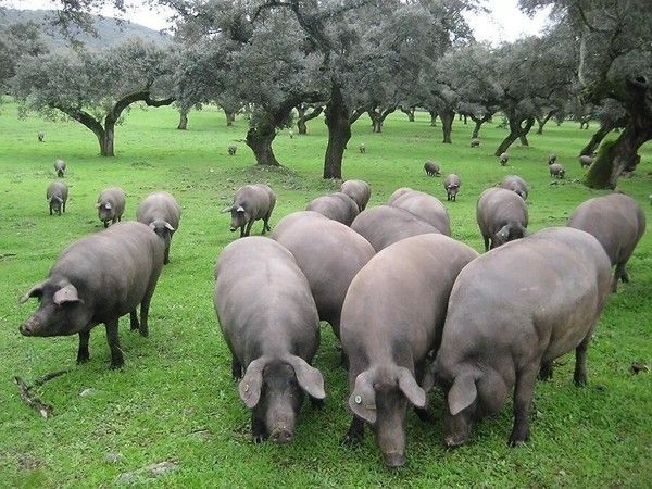 Thịt lợn đắt nhất Việt Nam gần 1 triệu đồng/ kg vẫn “hút” khách - 1 Lợn đen Iberico được nuôi thả tự nhiên trong những cánh rừng gỗ sồi bạt ngàn. Ảnh: Seriouseats