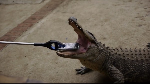 Chiếc iPhone 7 được thử độ bền bằng cá sấu, một trong những loài động vật có cú cắn mạnh nhất thế giới