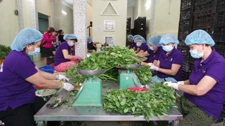 TPHCM - Long An “bắt tay” sản xuất thực phẩm sạch - 1 Chuỗi cung ứng thực phẩm sạch sẽ được kiểm soát từ nông trại đến bàn ăn