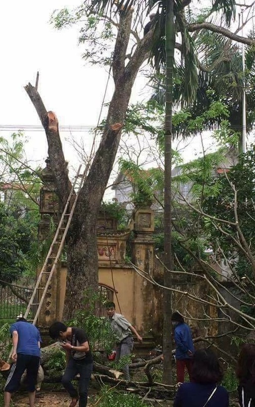Vụ bán "cụ" sưa 26 tỷ đồng: Mỗi người dân được chia 10 triệu - 6
Việc chặt hạ cây sưa được tiến hành trước sự chứng kiến của người dân trong thôn.