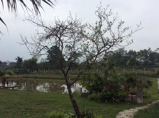 Sắc Xuân quê hương - 15 Sắc Xuân quê hương - 15