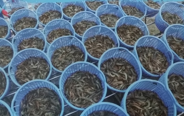 Ngành tôm khó trong tiếp cận công nghệ mới và nguồn tài chính hỗ trợ - 1 Ngành tôm gặp khó trong tiếp cận công nghệ mới và nguồn tài chính hỗ trợ