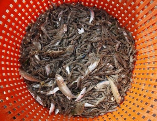 Nghề lạ ở Bỉ: Cưỡi ngựa bắt tôm - 1 Nghề lạ ở Bỉ: Cưỡi ngựa bắt tôm - 1