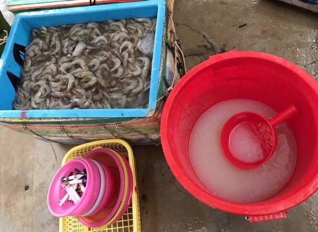 Lúng túng trong việc xử lý nạn bơm chích tạp chất vào tôm - 2 Bắt tôm tạp chất trong tháng 6/2017 tại tỉnh Bạc Liêu. (Ảnh: CTV)