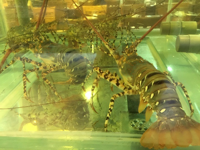 Nhà giàu Hà Nội chi chục triệu ăn cua hoàng đế, tôm hùm Mỹ - 3