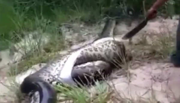 Trăn khổng lồ anaconda trả giá vì ăn thịt đồng loại - 1 Một con trăn anaconda cỡ lớn khác được tìm thấy bên trong xác của con trăn đã chết