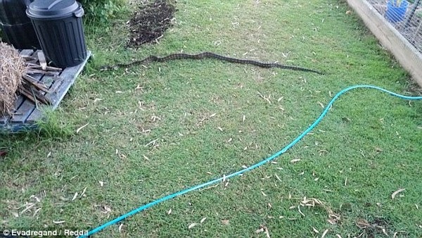 Tá hỏa phát hiện cành cây ngoài sân vườn thực chất là... trăn dài 2m - 2 Con trăn nằm dài trên sân giống như một cành cây khô