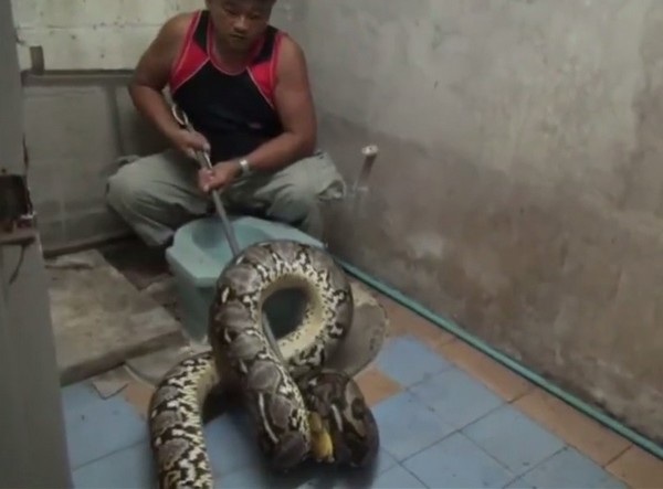 Kinh hãi phát hiện trăn “khủng” dài hơn 6m nấp trong toilet - 1 Con trăn cỡ khủng bị phát hiện và bắt giữ bên trong nhà vệ sinh của một người dân