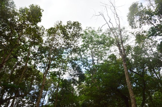 Thế nhưng, hiện nay, số dơi chỉ còn lại khoảng chưa tới hai ngàn con và đang có nguy cơ bị sút giảm. Cứ mỗi sáng thấy đàn dơi bay về là thiếu đi một số. Chỉ cần nhìn lên các ngọn cây là biết được dơi mất sau mỗi đêm đi kiếm ăn về. Nhìn đàn dơi hao hụt mà thấy buồn quá. Không biết mai này chùa có còn dơi nữa hay không. Nếu chùa không còn dơi thì chắc chắn du khách sẽ ít đến chùa hơn”, một vị sư cho biết.