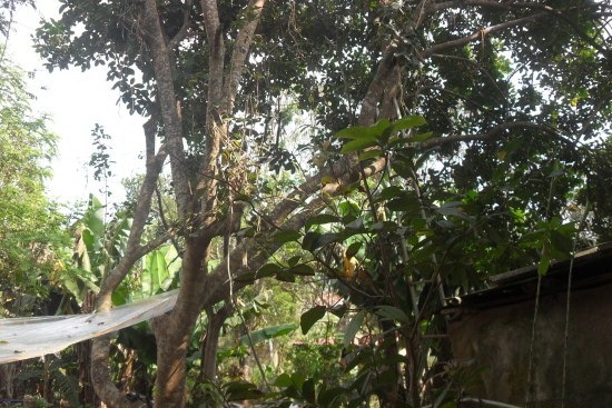 
Khu vực nơi phát hiện anh H. treo cổ trên cây (ảnh VKSND Đắk Lắk)
