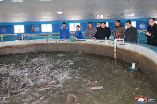 Ông Kim Jong-un thăm trang trại giữa nghi vấn “im lặng” bất thường - 5 Nhà lãnh đạo Kim Jong-un cho biết Nam Phyongan là tỉnh đi đầu trong việc thực thi chính sách phát triển nông trại nuôi cá da trơn của đảng Lao động Triều Tiên theo hướng khoa học, công nghiệp và tự chủ.