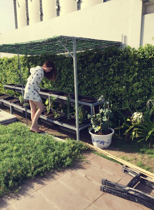 12 khay trồng rau được lắp đặt ngay ngắn trên giá đỡ và có mái che để đảm bảo cây phát triển tốt, không bị ảnh hưởng nhiều bởi thời tiết. Rau trong vườn nhà Ngọc Trinh đều là những loại phổ biến như rau muống, mướp, rau dền, diếp cá và một số cây gia vị là ớt, rau thơm.