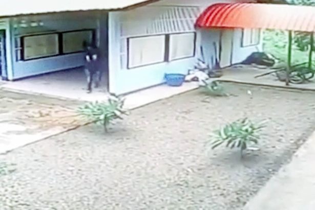Clip: Tên trộm ngu ngốc chật vật đột nhập ga-ra mở toang hoác từ... cửa sổ - 2
... để rồi tiu nghỉu đi ra khỏi ga-ra từ cửa chính mở toang hoác.