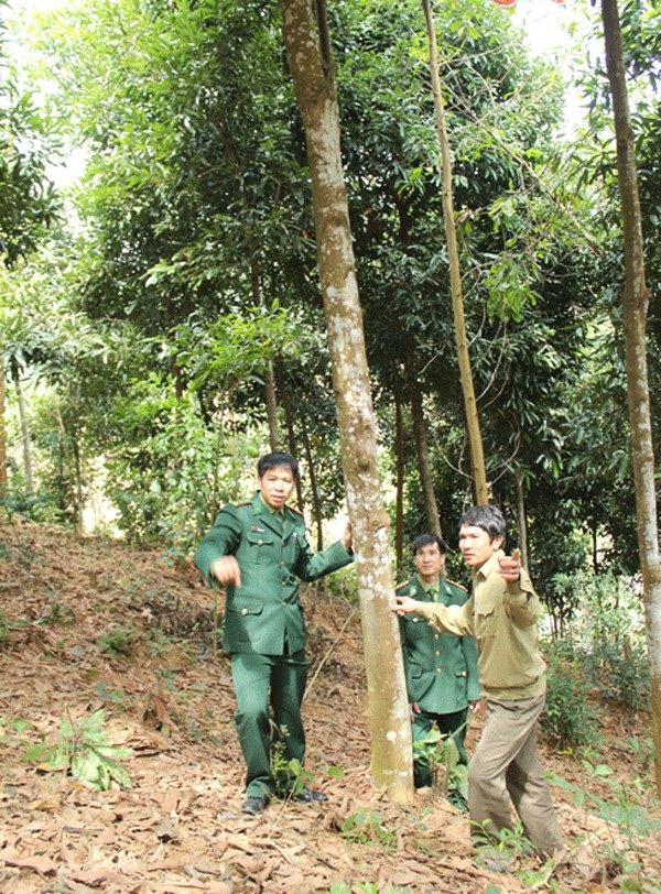 Chuyện trồng rau thoát nghèo nơi người dân… không quen ăn rau - 3 Cán bộ Đồn biên phòng Thông Thụ và ông Hà Đức Tính bên vườn quế nguyên liệu của mình (ảnh N.Sơn)