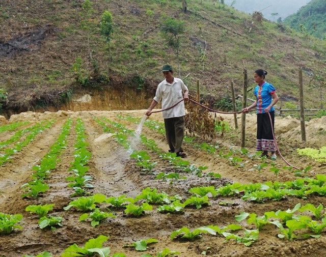 Chuyện trồng rau thoát nghèo nơi người dân… không quen ăn rau - 1 Vợ chồng ông Ngân Văn Thanh chăm sóc vườn rau hàng hóa - một trong những nội dung thuộc dự án giúp người dân vùng biên thoát nghèo mà Đồn biên phòng Thông Thụ - Bộ đội biên phòng Nghệ An đang triển khai