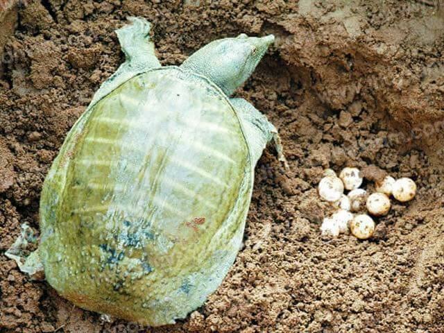 Trứng ba ba "thần dược": Vợ chồng tẩm bổ mỗi bữa 50 quả - 3
Hiện ba ba được nuôi phổ biến nên nguồn trứng khá dồi dào, song, công dụng của loại trứng này thường được người bán thổi phồng lên