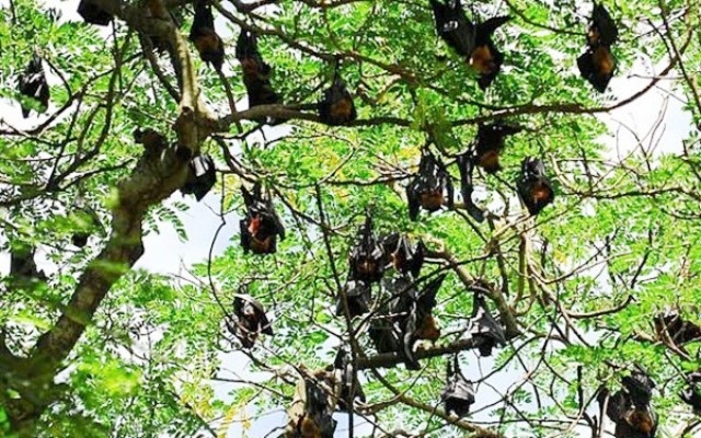 Trước đây, hàng trăm ngàn con dơi bám trên các cây sao, dầu… trồng xung quanh và trong khuôn viên chùa. Nhiều năm trước, bước chân vào chùa là đã nghe tiếng dơi kêu chí chóe, đã ngửi thấy cái mùi đặc trưng của dơi. Theo một vị sư trong chùa cho biết: Dơi trước đây nhiều lắm, đậu kín trên các ngọn cây. Cứ chiều xuống là dơi bay đen cả một vùng trời để đi kiếm ăn. Có lúc chùa ước lượng đàn dơi có đến hàng trăm ngàn con.