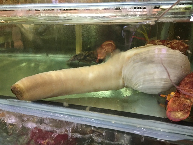 Tu hài xuất xứ Canada to gấp 3 lần tôm hùm mũ ni, giá 2,4 triệu đồng/kg