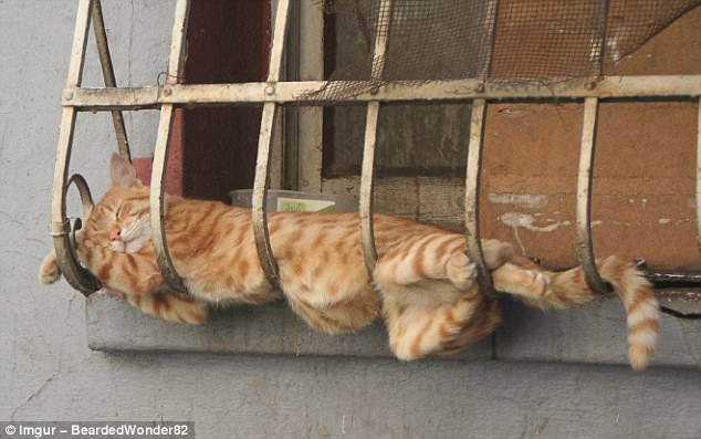 Bất chấp mọi địa hình. Thích thì ngủ.