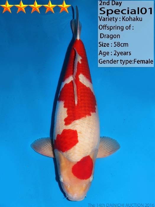 Một chú cá Koi được định giá vào khoảng 100.000 USD ở Nhật Bản. Ảnh: Ngô Thắng