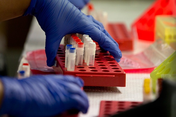 Bò có thể cứu loài người khỏi HIV/AIDS - 1 Bò có thể cứu loài người khỏi HIV/AIDS - 1