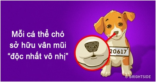 Khoa học chứng minh loài chó có thể được nhận dạng bằng… vân mũi - 1 Khoa học chứng minh loài chó có thể được nhận dạng bằng… vân mũi - 1