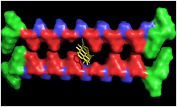 Vật liệu hydrogel có thể xử lý các phân tử thuốc khó tan trong cơ thể - 1 Vật liệu hydrogel có thể xử lý các phân tử thuốc khó tan trong cơ thể - 1