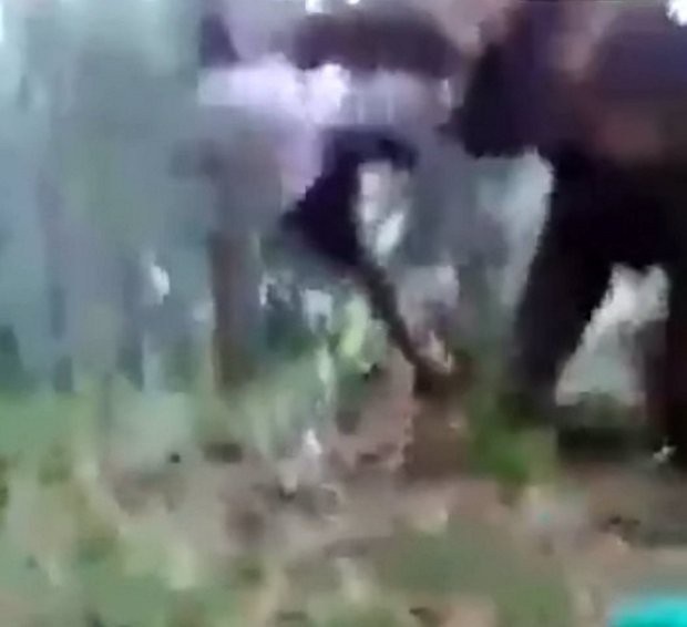 Clip: Nghịch dại đu lên vòi voi, bị voi hất văng ra bất tỉnh - 1