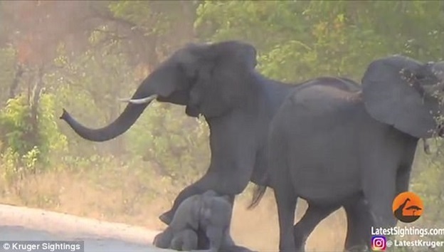 
Hai con voi trường thành đứng cạnh chú voi con khi nó đang ngồi trên hai chân sau, sau khi bị một chiếc xe hơi đâm phải.
