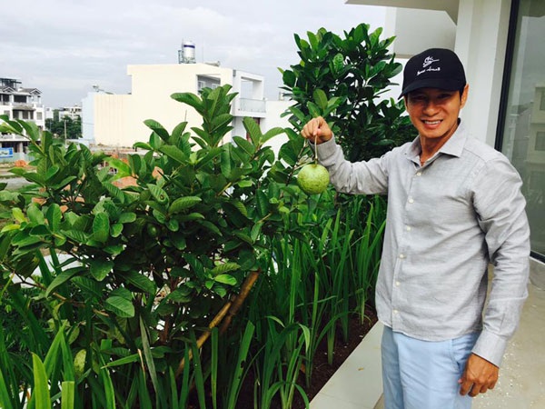 Rau trồng trung bình khoảng 4 tuần là có thể thu hoạch được. Trong nhà Lý Hải lúc nào cũng có rau sạch ăn do trồng nhiều loại gối nhau. Ngoài ra, nhiều loại cây ăn trái do Lý Hải trồng cũng ra trái trĩu trịt.