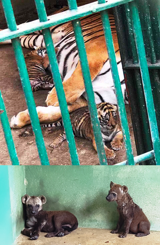Vườn xoài ngày nay thu hút du khách bởi... đẹp, độc, lạ - 3 Đó còn là những chú hổ con bình yên bên mẹ, hay những chú linh cẩu con